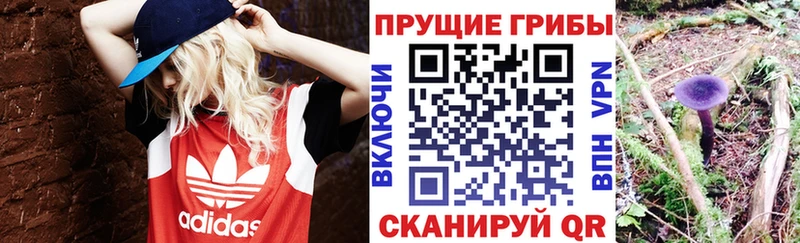 где найти   Новосибирск  Псилоцибиновые грибы MAGIC MUSHROOMS 